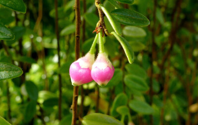 Vaccinium leptospermoides ，杜鹃花科越橘属。