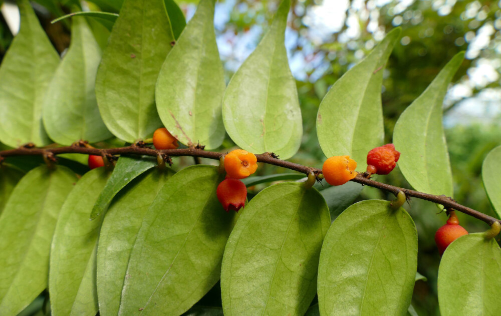 Vaccinium monanthum ，杜鹃花科越橘属。