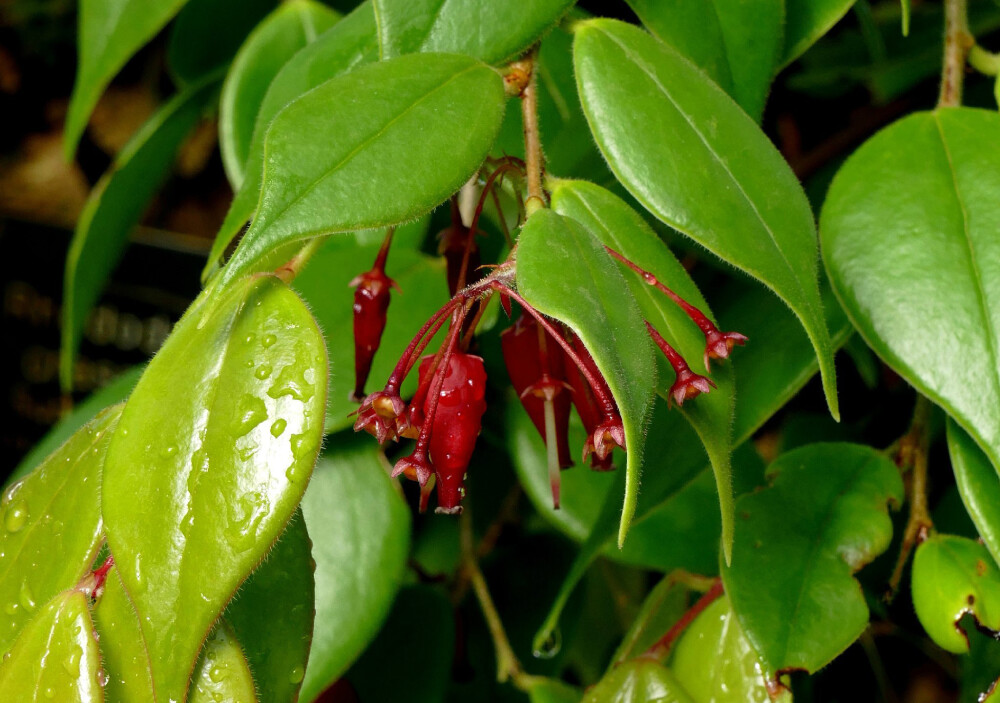 Vaccinium tenuipes ，杜鹃花科越橘属。