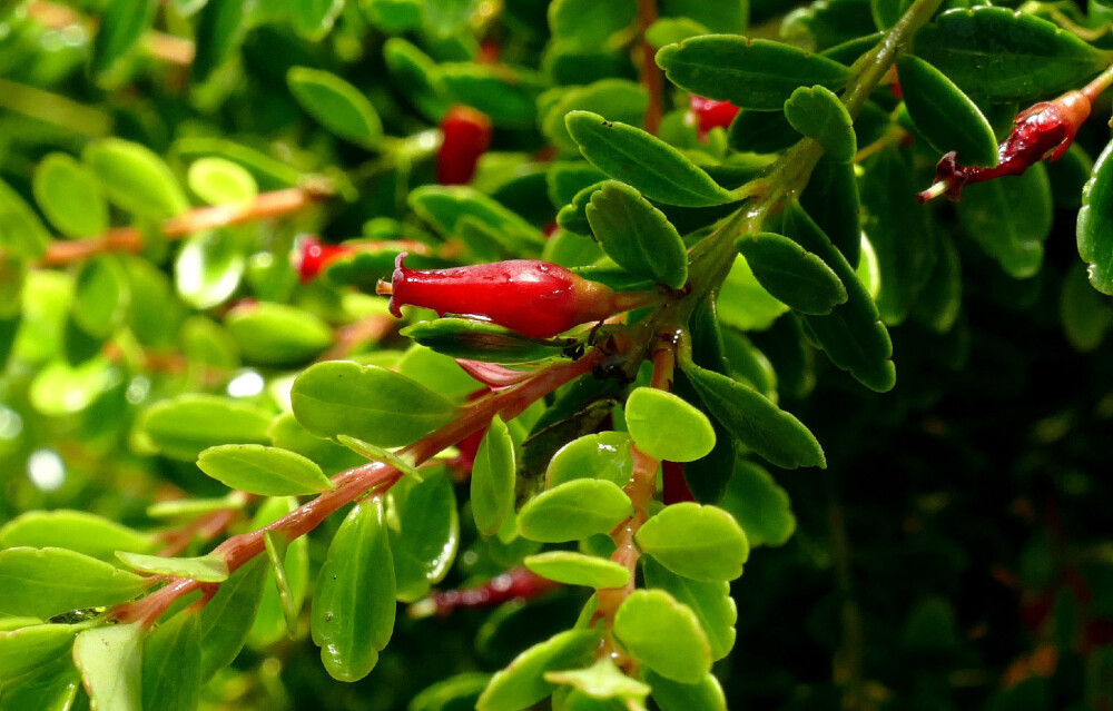 Vaccinium whitfordii ，杜鹃花科越橘属。