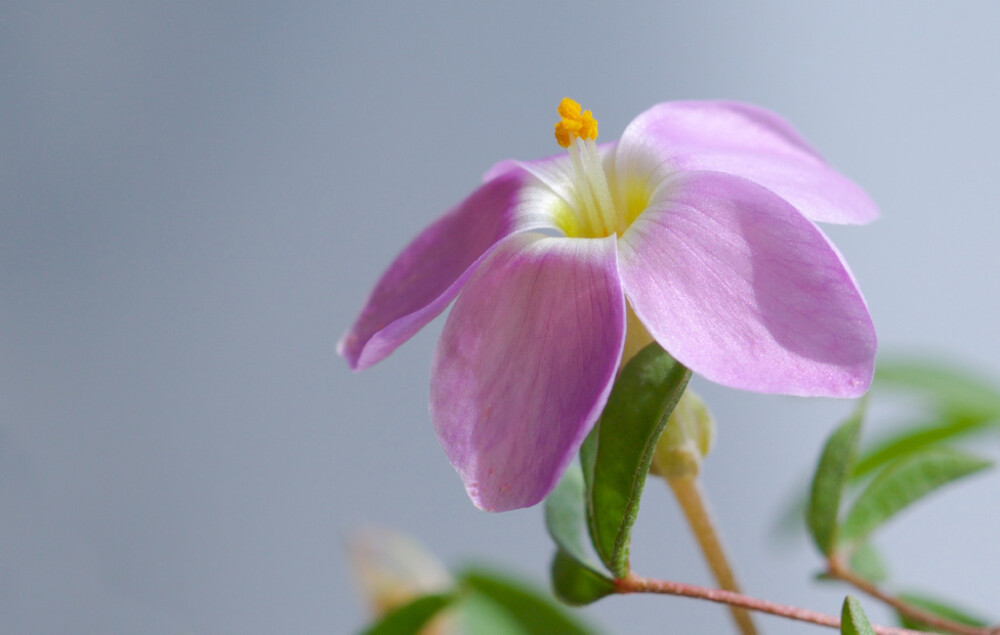 Oxalis ciliaris ，酢浆草科酢浆草属。