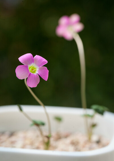 Oxalis depressa ，酢浆草科酢浆草属。