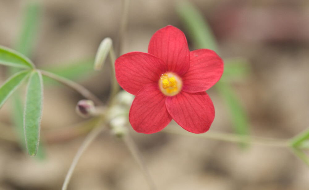 Oxalis helicoides ，酢浆草科酢浆草属。