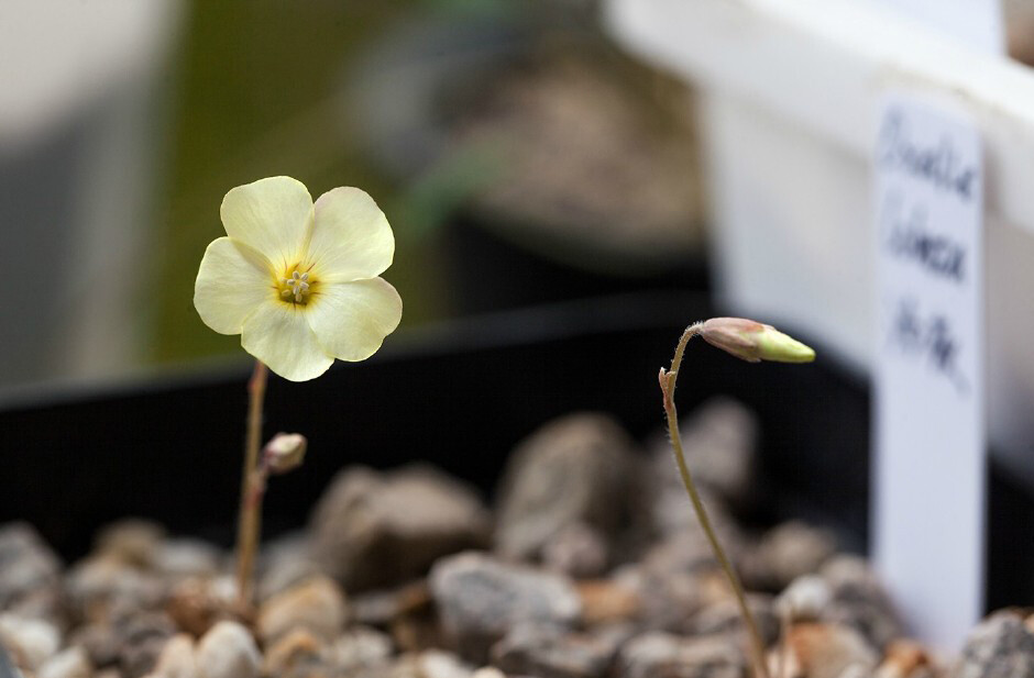 Oxalis perdicaria ，酢浆草科酢浆草属。