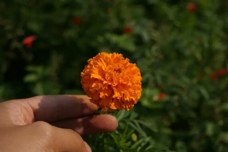 万寿菊。 除了大小差别外，万寿菊舌状花的大小相近，孔雀草外大内小