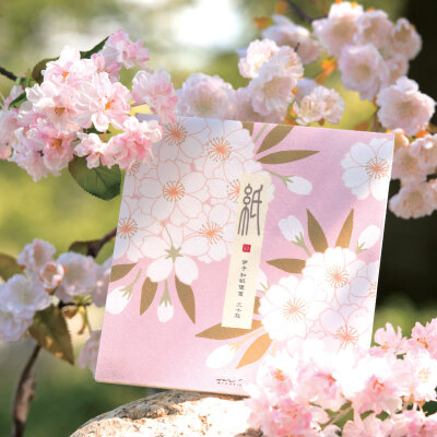 #Midori|春# 你曾说，樱花散落，美到让人流泪。而你站在漫天凋零的花海下，笑的却是那样美，美到让我流泪。