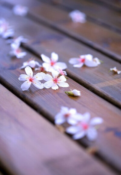  听弦断 ，断那三千痴缠。坠花湮，湮没一朝风涟。花若怜，落在谁的指尖。