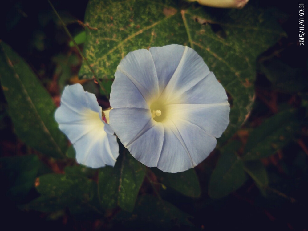 夕颜 牵牛花，淡淡的天蓝色，一种明媚的忧伤