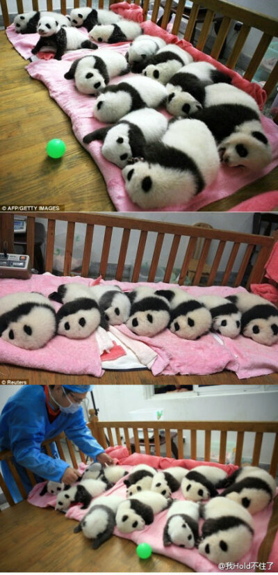 熊猫排排睡。