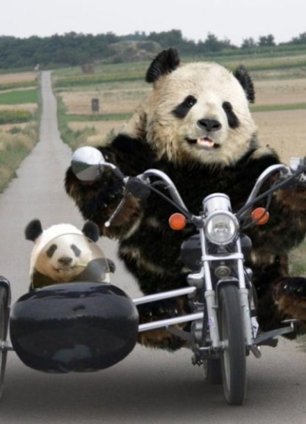 熊猫父子：爸爸我们去哪儿昂？