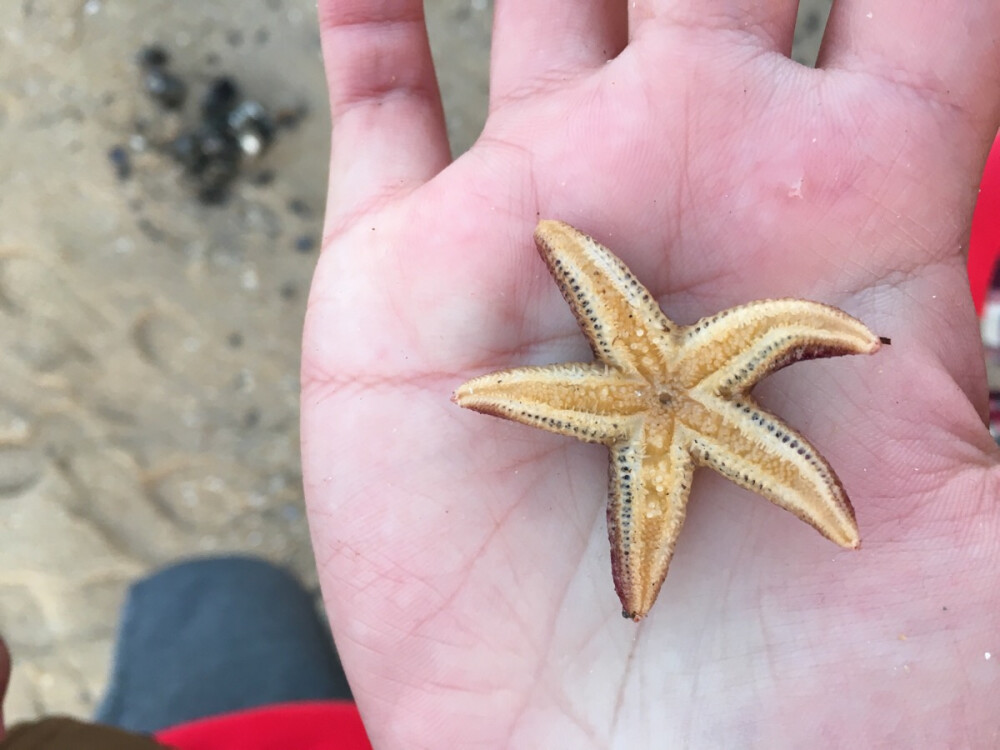 海星 海 美