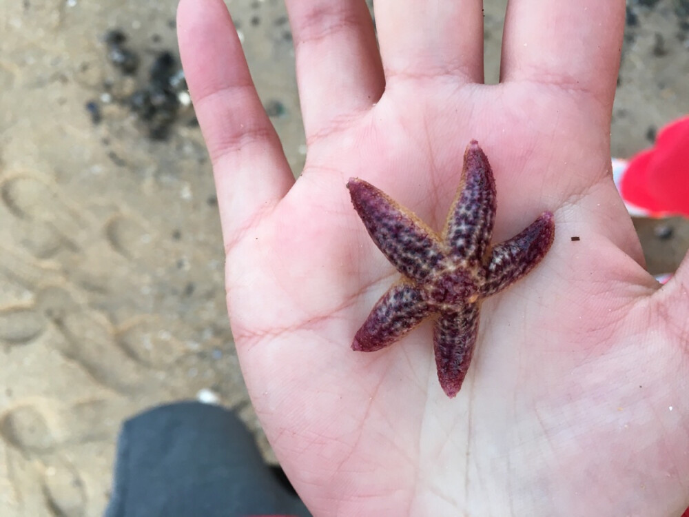 海星 海 美 冬季