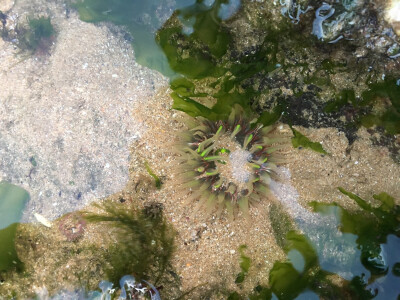 海葵 海 冬季 落潮 海洋生物