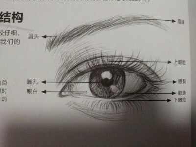 素描 绘画 新手入门37