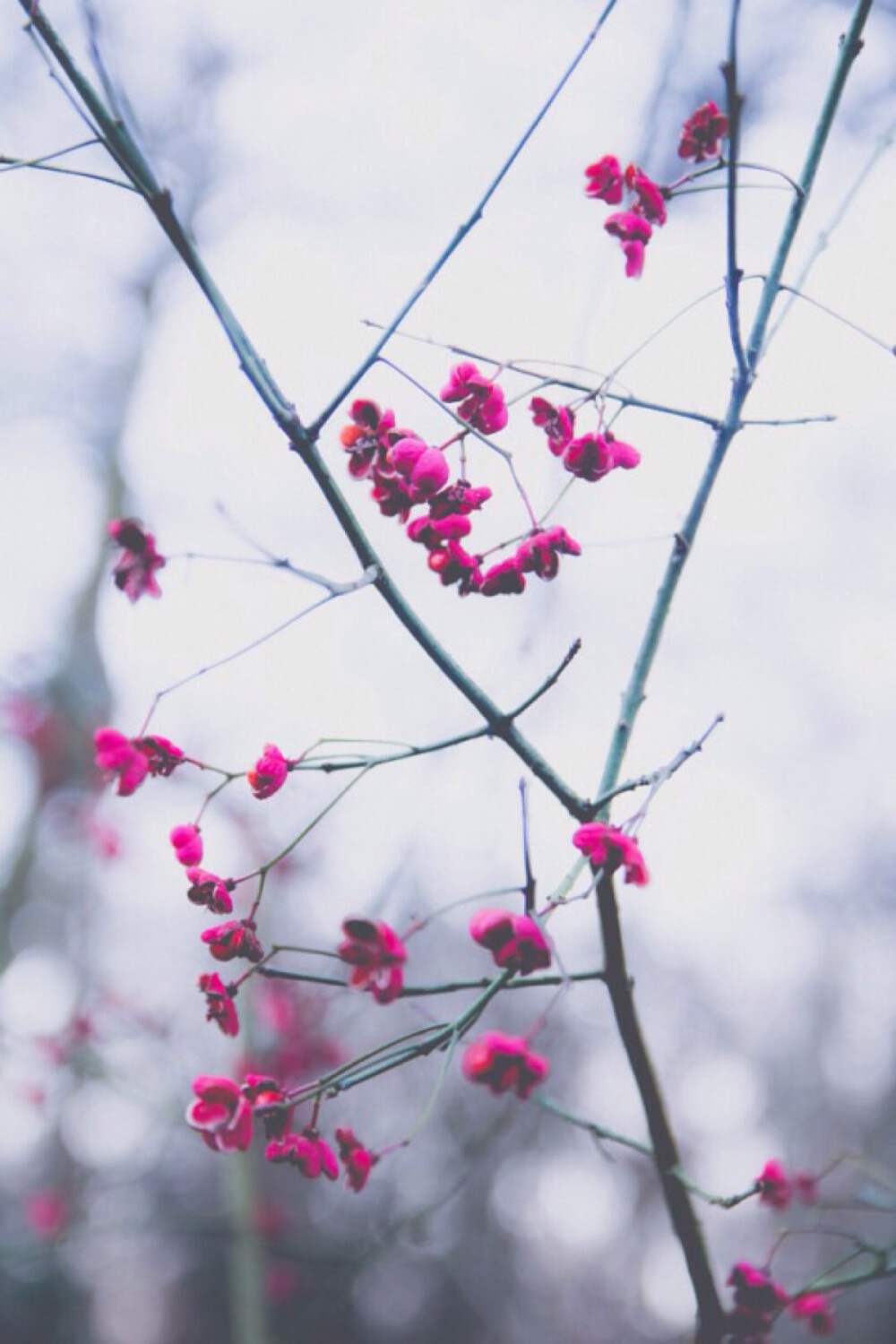 花的旧色调