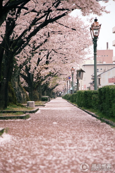 樱花漫地