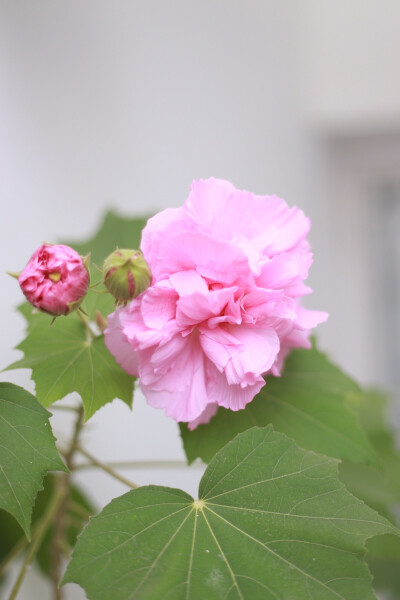 木芙蓉开了几朵花，听说可以炒鸡蛋吃