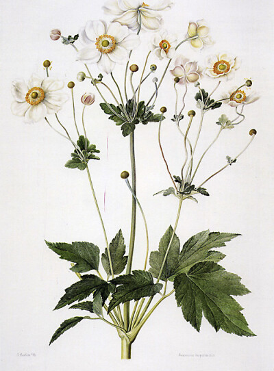 Anemone Hupehensis 秋牡丹，野棉花 Watercolor on paper 570x385mm Artisit: Gillian Barlow, born Kartoum, Sudan 1944