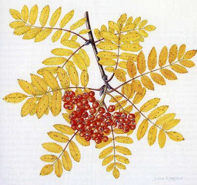 Mountain Ash: Sorbus Aucuparia 花楸 Watercolor on paper 285x305mm Artisit: Joanna Asquith Langhorne, born Fulmer Chase, England 1945