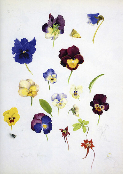 Pansies and Tropaeolum Speciosum 三色堇与旱金莲 Watercolor on paper 380x280mm Artisit: Josephine Hague, born Liverpool, England 1928