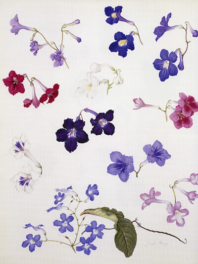 Studies of Streptocarpus 海角樱草 （苦苣苔科植物） Watercolor on paper 510x400mm Artisit: Josephine Hague, born Liverpool, England 1928