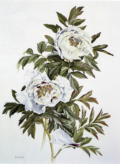 Paeonia Suffruticosa ‘Joseph Rock’ 牡丹 Watercolor on paper 620x460mm Artisit: Siriol Sherlock, born Nantiwich, England 1954