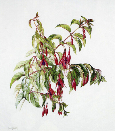 Fuchsia ‘Corallina’ 吊钟花 Watercolor on paper 430x370mm Artisit: Siriol Sherlock, born Nantiwich, England 1954