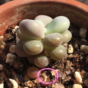 多肉植物/桃蛋/小桃蛋长了个mini侧芽，米米小