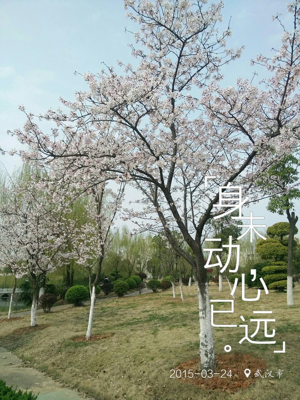 樱花