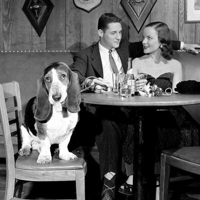 【ins】Meet J.J. Morgan – the mournful basset hound. He is 3-years-old and a TV star in his own right. In the March 27, 1950