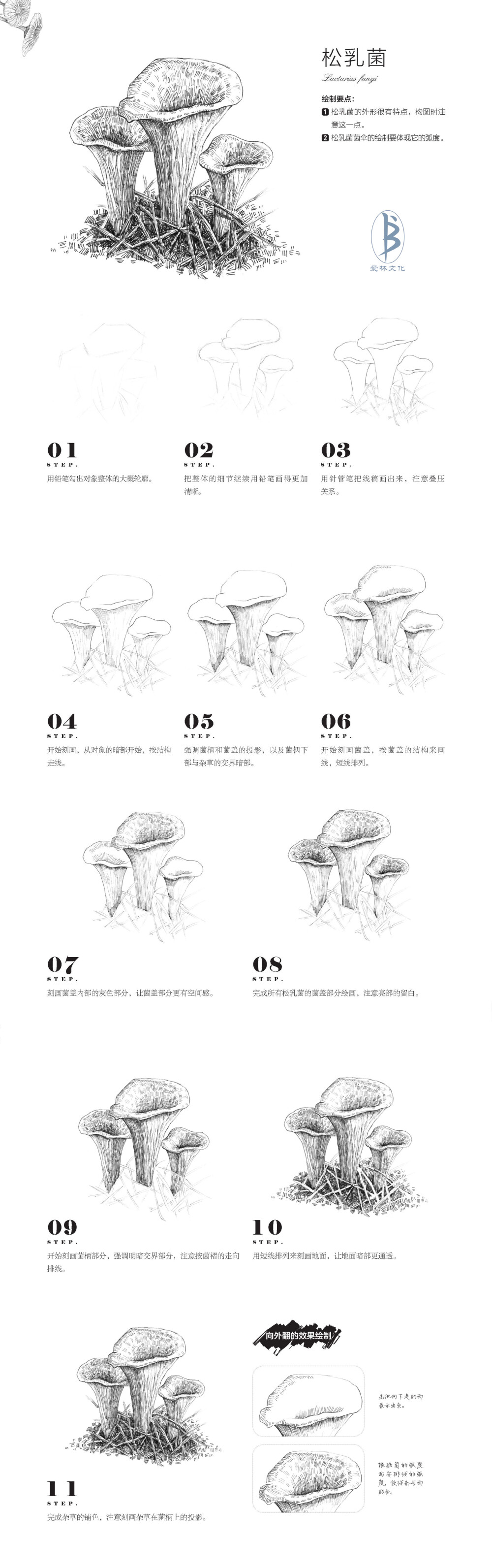 本案例摘自人民邮电出版社出版、爱林文化主编的《黑白画意——经典植物手绘教程》--爱林文化制作