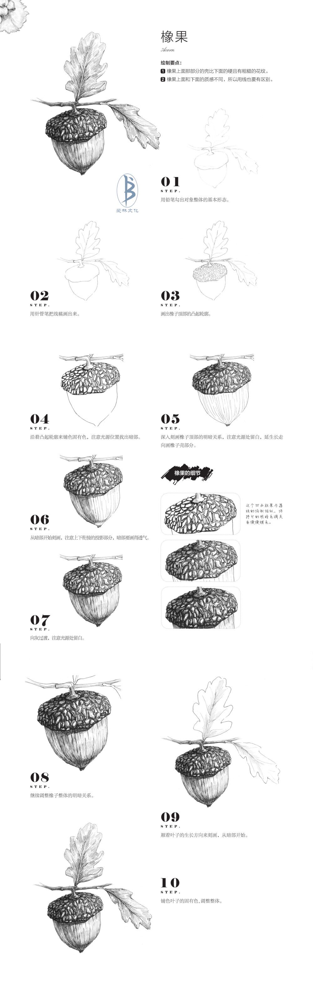 本案例摘自人民邮电出版社出版、爱林文化主编的《黑白画意——经典植物手绘教程》--爱林文化制作