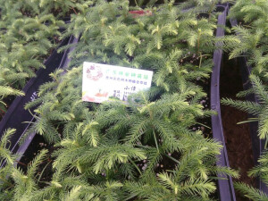 南洋杉 拉丁学名：Araucariacunninghamii