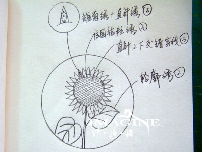 向日葵刺绣底稿