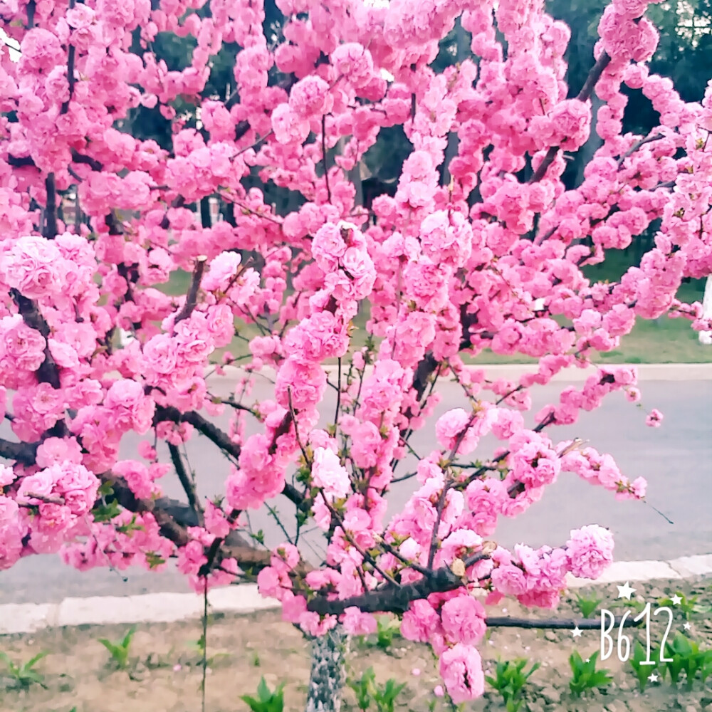 花花花