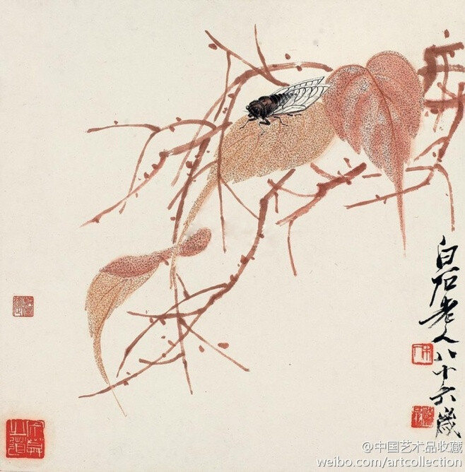 【 齐白石 《知了三贝叶》 】纸本设色，34.5×34cm，1946年作。 画中贝叶的网纹勾勒精细、沉稳、劲健，知了工细精到、韵味十足。设色使用了写意法，对比强烈，透明感和质感很强。写意树枝用笔老到、精致。整幅画面：拙朴中见质感、雕刻味和动感，极为传神！