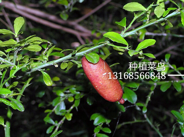 澳洲手指青柠(Australian finger lime)学名Citrus australasica 原产于澳洲沿海亚热带地区，油绿的小型叶片呈橢圆形，开出白色具有香味的小花，果皮颜色有(黄、紅、紫、绿、青、黑、褐)等多多种果色。