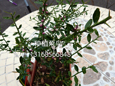 指橙 Citrus australasica 英文名finger lime