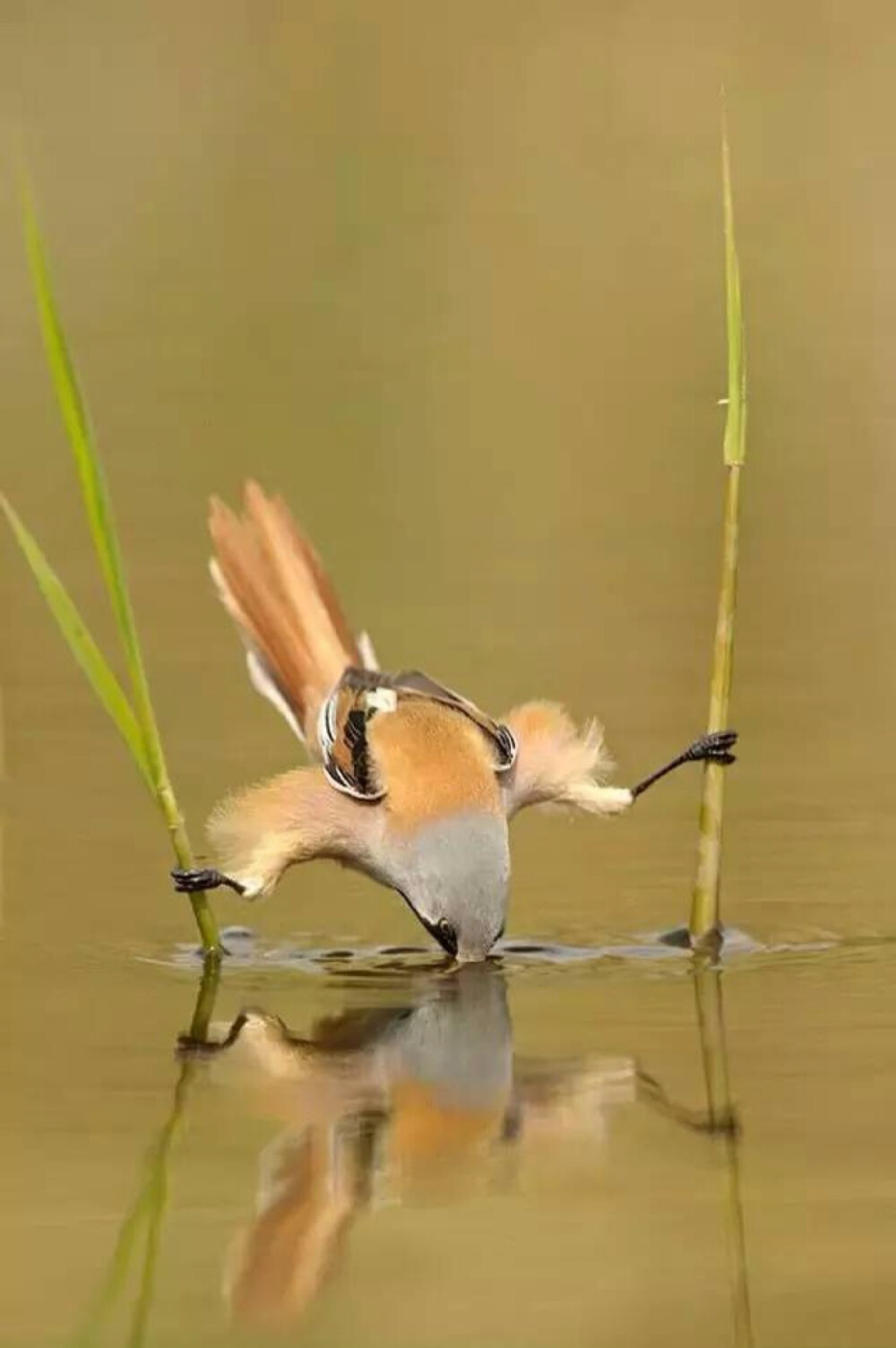 怕水的鸟儿这么饮水的