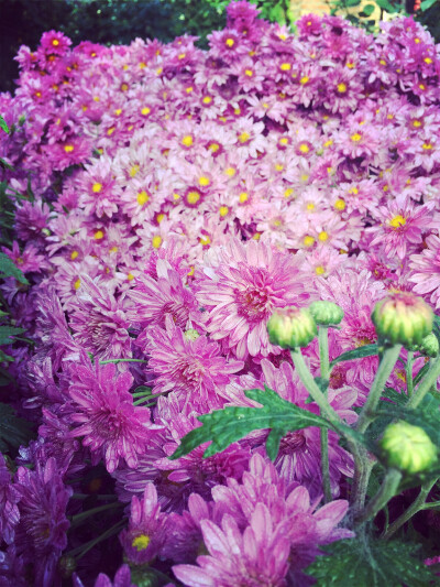 雨后秋菊