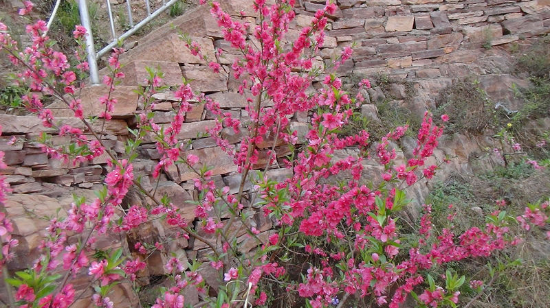 桃花源风景区