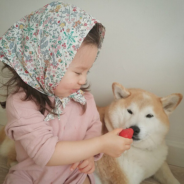 小萝莉 柴犬 宝宝 萌宝 娃娃 小孩 狗狗 宠物 儿童 萝莉 卖萌 可爱