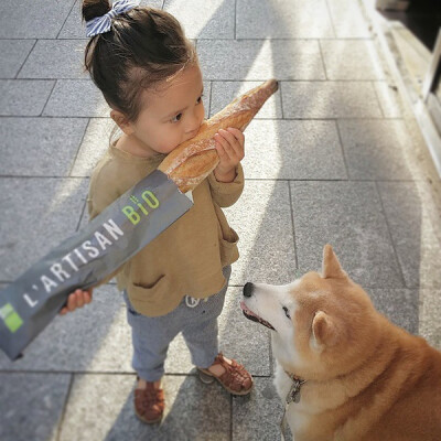 小萝莉 柴犬 宝宝 萌宝 娃娃 小孩 狗狗 宠物 儿童 萝莉 卖萌 可爱