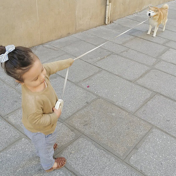 小萝莉 柴犬 宝宝 萌宝 娃娃 小孩 狗狗 宠物 儿童 萝莉 卖萌 可爱