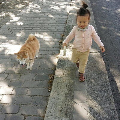 小萝莉 柴犬 宝宝 萌宝 娃娃 小孩 狗狗 宠物 儿童 萝莉 卖萌 可爱