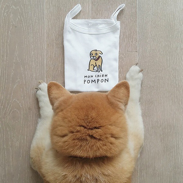 小萝莉 柴犬 宝宝 萌宝 娃娃 小孩 狗狗 宠物 儿童 萝莉 卖萌 可爱