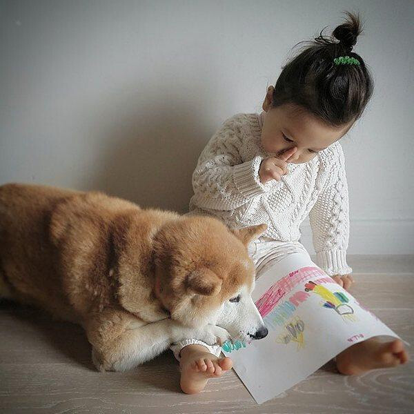 小萝莉 柴犬 宝宝 萌宝 娃娃 小孩 狗狗 宠物 儿童 萝莉 卖萌 可爱