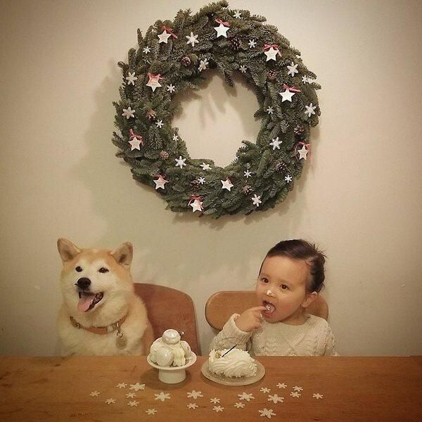 小萝莉 柴犬 宝宝 萌宝 娃娃 小孩 狗狗 宠物 儿童 萝莉 卖萌 可爱