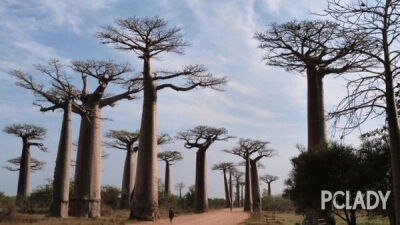 5.Madagascar马达加斯加的森林 位于非洲东南部的马达加斯加是世界第四大岛，如果人类再不介入当地的森林砍伐和燃烧的话，岛上的森林被预估最多只能保有35年。