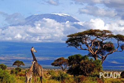 7.Mt. Kilimanjaro吉力马札罗山上的冰雪 如果冰川继续减少的话，随着气候暖化加速融化的过程，我们可能再也看不到这座有&amp;quot;非洲屋脊&amp;quot;之称的山顶上的&amp;quot;雪帽&amp;quot;的奇景。